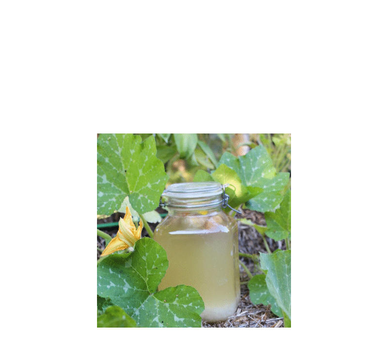 Graines fraîches de kéfir d'eau