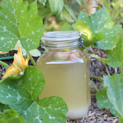 Graines fraîches de kéfir d'eau